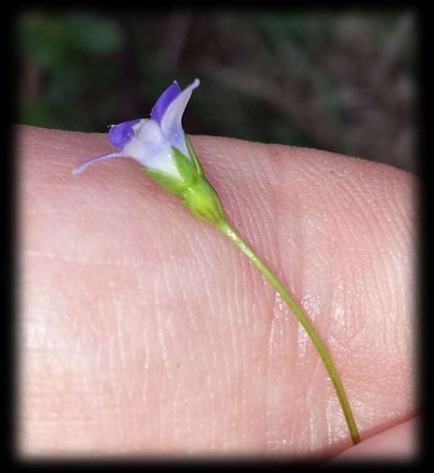 Wahlenbergia gracilenta, photographed by Russell Best