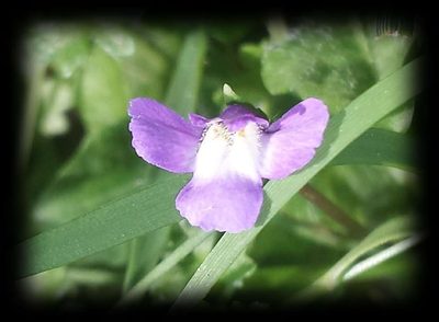 Mazus pumilio, photographed by Russell Best