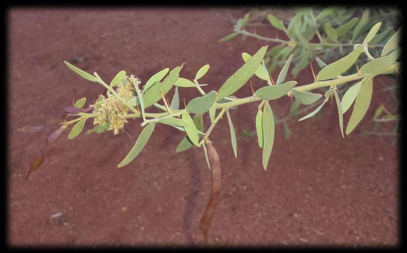 Acacia victoriae, photographed by Russell Best