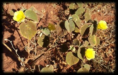 Abutilon otocarpum, photographed by Russell Best