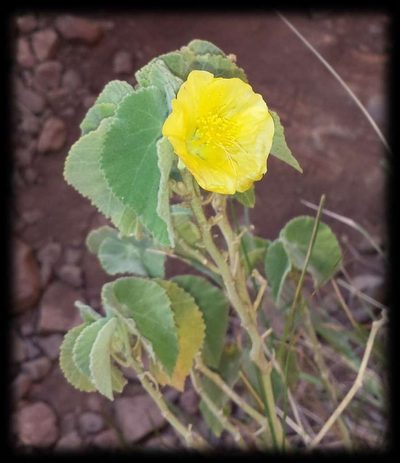 Abutilon otocarpum, photographed by Russell Best