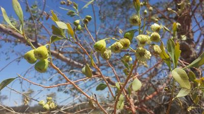 Codonocarpus cotinifolius, photographed by Russell Best