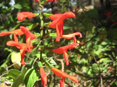 Salvia gesneriiflora, photographed by Arturo Castro Castro