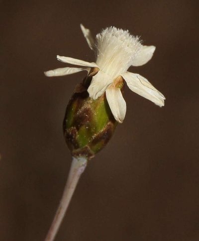 Rhodanthe stricta, photographed by Russell Best