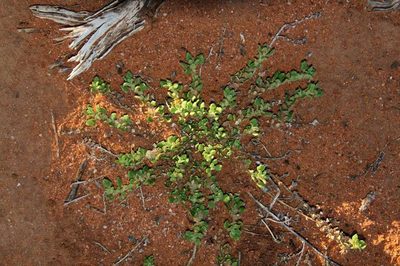 Dysphania cristata, photographed by Russell Best
