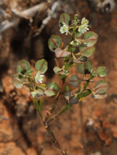 Lepidium phlebopetalum, photographed by Russell Best
