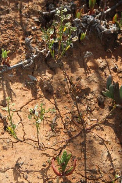 Lepidium phlebopetalum, photographed by Russell Best
