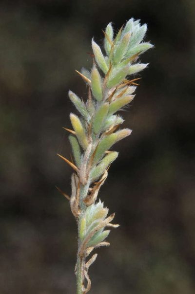 Sclerolaena decurrens, photographed by Russell Best