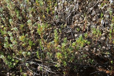 Sclerolaena decurrens, photographed by Russell Best