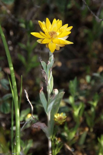 Rhodanthe polygalifolia, photographed by Russell Best