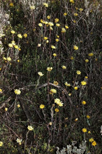 Rhodanthe polygalifolia, photographed by Russell Best