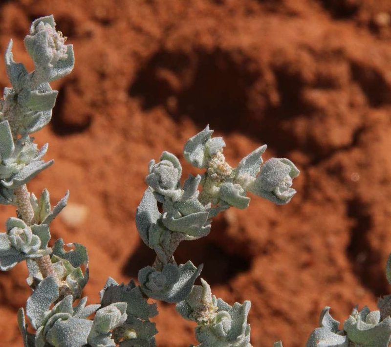 Atriplex pseudocampanulata, photographed by Russell Best