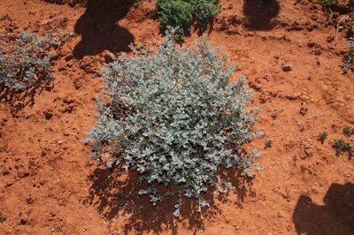 Atriplex pseudocampanulata, photographed by Russell Best