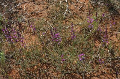 Swainsona microphylla, photographed by Russell Best