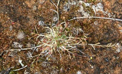 Eragrostis dielsii, photographed by Russell Best