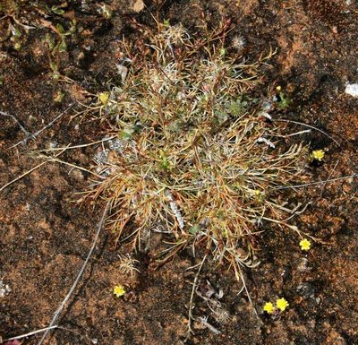 Eragrostis dielsii, photographed by Russell Best