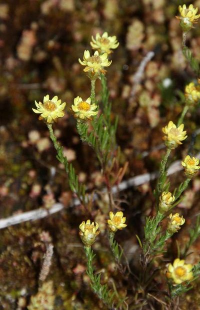 Hyalosperma semisterile, photographed by Russell Best