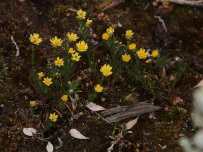 Hyalosperma semisterile, photographed by Russell Best