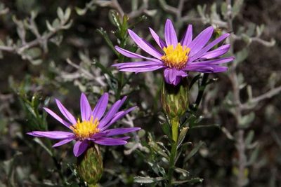Olearia magniflora, photographed by Russell Best