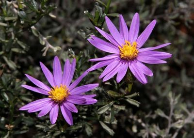 Olearia magniflora, photographed by Russell Best