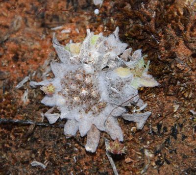 Chthonocephalus pseudevax, photographed by Russell Best