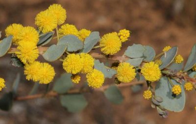 Acacia brachybotrya, photographed by Russell Best