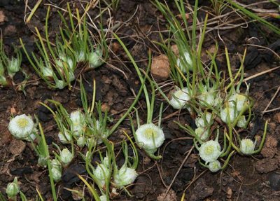 Myriocephalus rhizocephalus, photographed by Russell Best