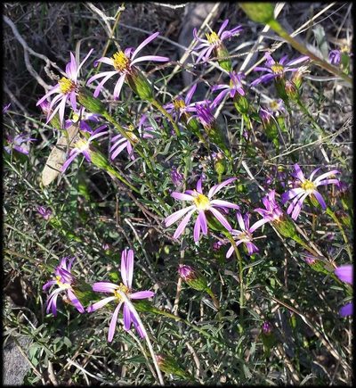 Olearia magniflora, photographed by Russell Best