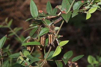 Bossiaea parviflora, photographed by Russell Best