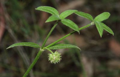 Opercularia aspera, photographed by Russell Best