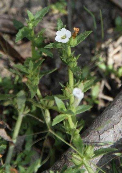 Gratiola pubescens, photographed by Russell Best
