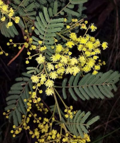 Acacia nanodealbata, photographed by Russell Best
