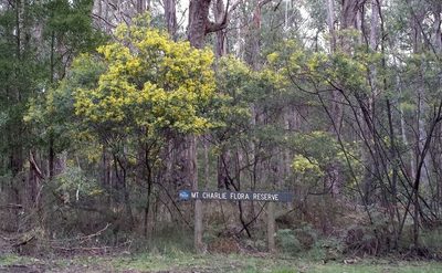 Acacia nanodealbata, photographed by Russell Best