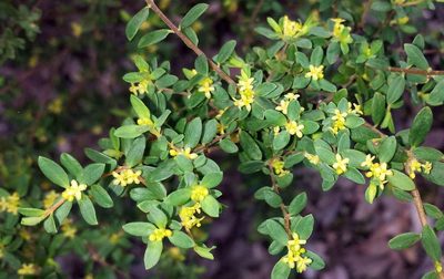 Pimelea hewardiana, photographed by Russell Best