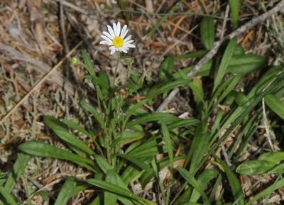 Brachyscome graminea, photographed by Russell Best