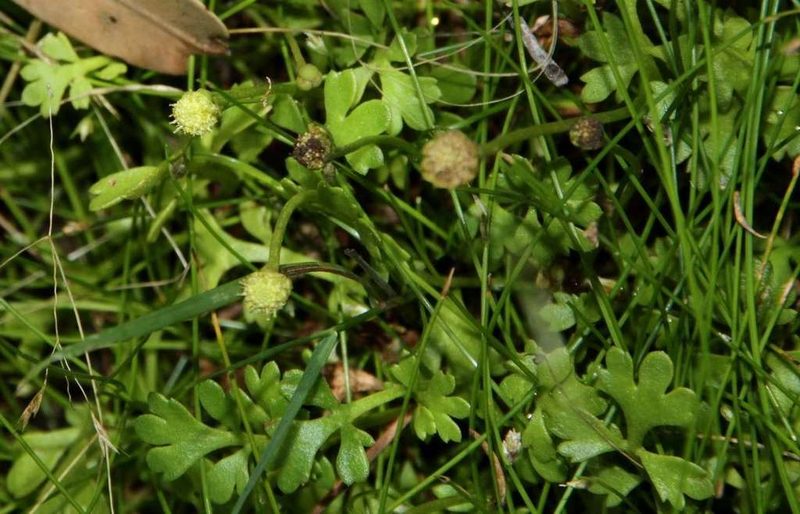 Leptinella longipes, photographed by Russell Best