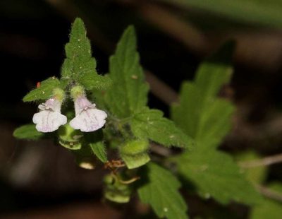 Scutellaria mollis, photographed by Russell Best