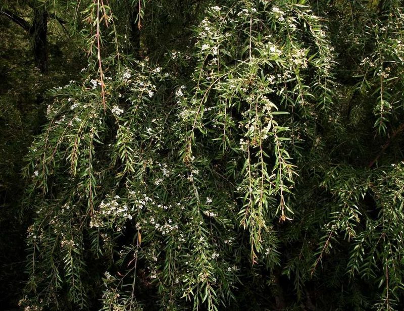 Sannantha pluriflora, photographed by Russell Best