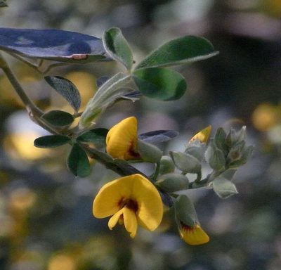 Goodia pubescens, photographed by Russell Best