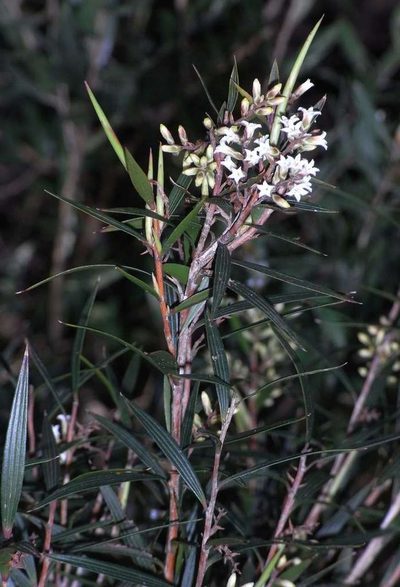 Leucopogon neurophyllus, photographed by Russell Best