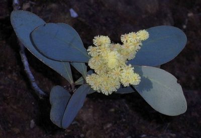 Acacia obliquinervia, photographed by Russell Best