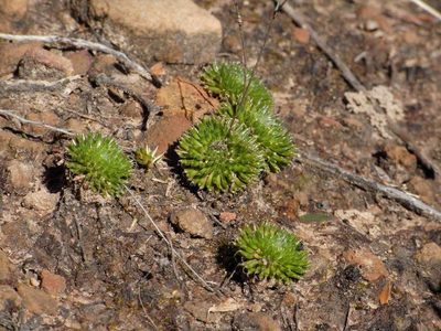 Stylidium soboliferum, photographed by Russell Best