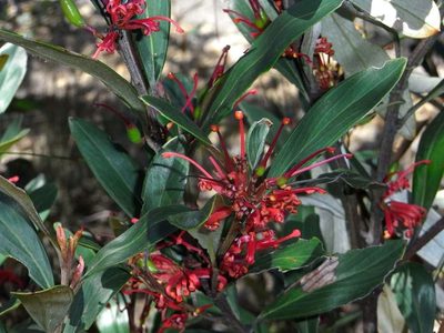 Grevillea dimorpha, photographed by Russell Best