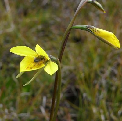 Diuris behrii, photographed by Russell Best
