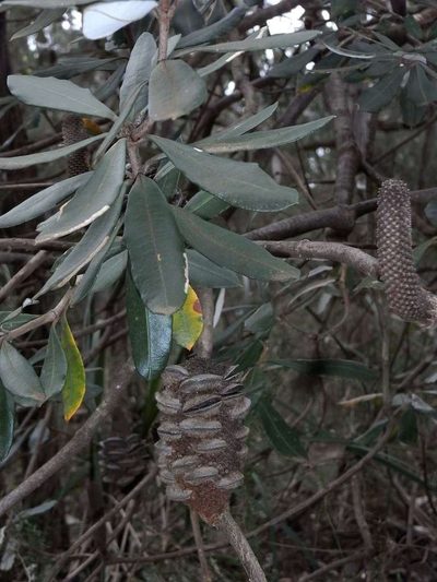 Banksia saxicola, photographed by Russell Best