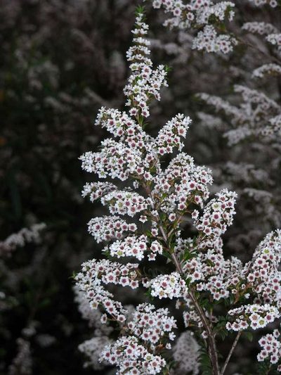 Thryptomene calycina, photographed by Russell Best
