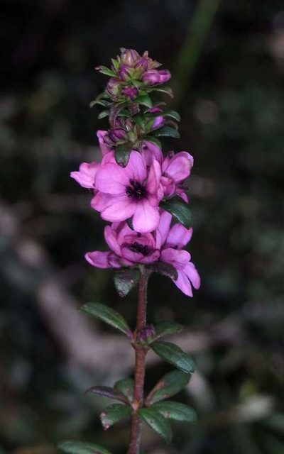 Bauera sessiliflora, photographed by Russell Best