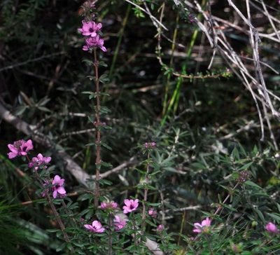 Bauera sessiliflora, photographed by Russell Best