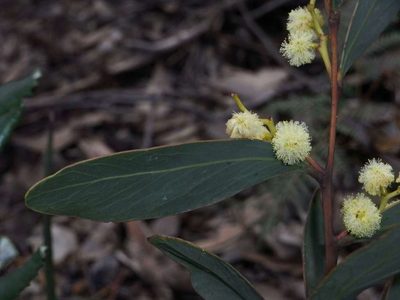 Acacia obliquinervia, photographed by Russell Best