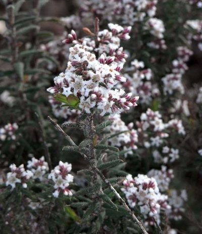 Leucopogon thymifolius, photographed by Russell Best